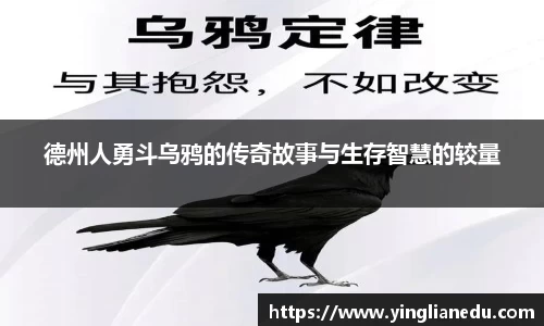 德州人勇斗乌鸦的传奇故事与生存智慧的较量